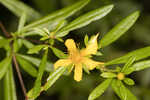 Early St. Johnswort